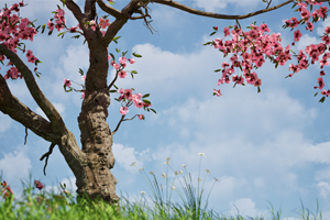 桃树风吹动画—源文件